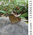 A butterfly, the Yamakimadarahikage, resting its wings on a rock 133066323