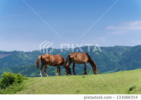 Misaki Horses, Native Japanese Wild Horses, Miyazaki Prefecture 133066354