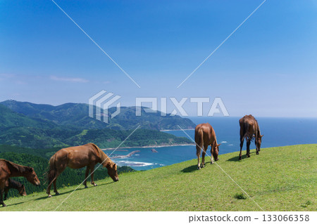 Misaki Horses, Native Japanese Wild Horses, Miyazaki Prefecture 133066358