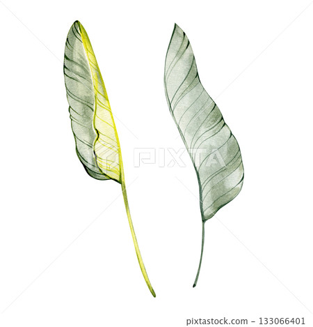 Watercolor illustration of two banana palm leaves in gentle green and yellow shades. Ideal for tropical designs, botanical prints, exotic patterns, and natural summer decorations. 133066401