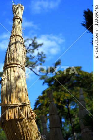Cycad Strawberry 133066465