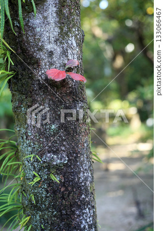 山茱萸樹的秋季側枝 133066467