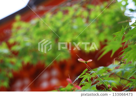 Tahoto and blue maple Tahoto and blue maple 133066473