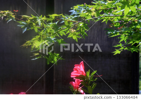 老房子裡的五月杜鵑 133066484