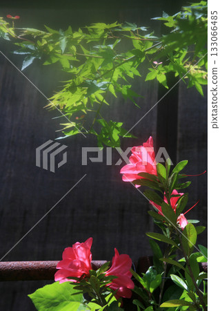 老房子裡的五月杜鵑 老房子裡的五月杜鵑 133066485