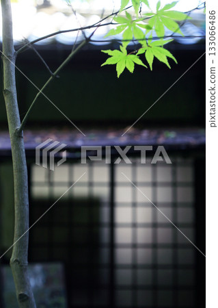 Shoji screens and green maples in a Japanese-style cafe Shoji screens and green maples in a Japanese-style cafe 133066486
