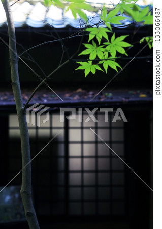 Shoji screens and green maples in a Japanese-style cafe 133066487