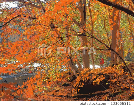 健行者欣賞著沼澤地的橙色和黃色色調（afr20251108105951） 133066511