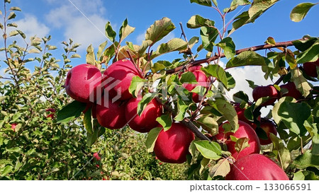 Red apple fruit in the garden Autumn harwest 133066591