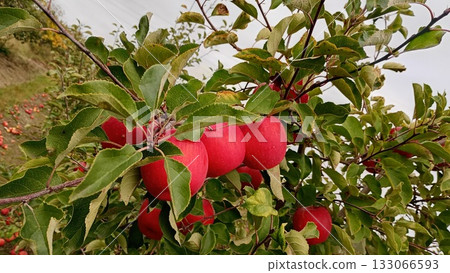 Red apple fruit in the garden Autumn harwest 133066593