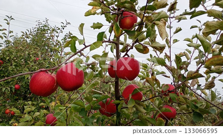 Red apple fruit in the garden Autumn harwest 133066595