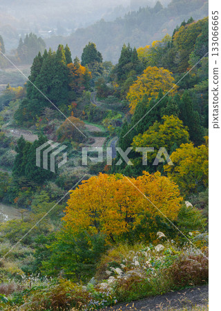 Rice paddy of Star Pass 133066665