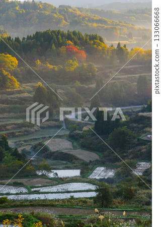 星通的稻田 133066668