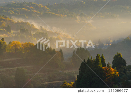 星通的稻田 星通的稻田 133066677