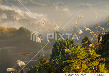 星通的稻田 133066685