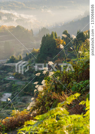 星通的稻田 星通的稻田 133066686