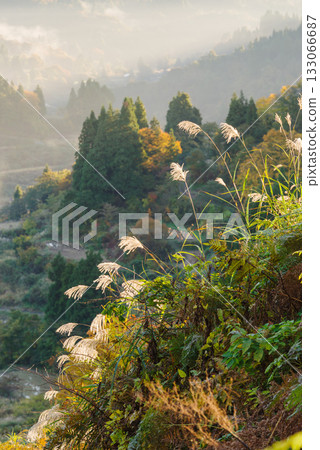 Rice paddy of Star Pass 133066687