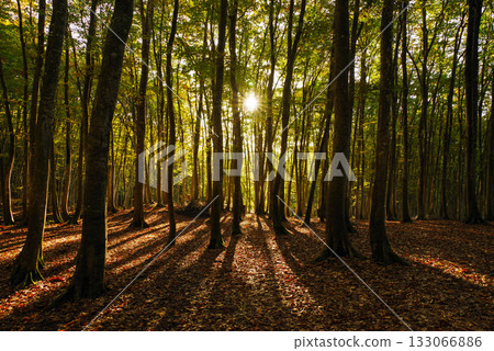 秋天美麗的森林 秋天美麗的森林 133066886