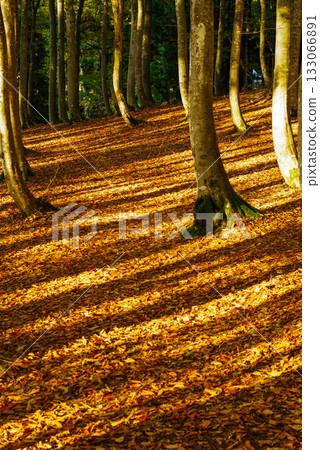 Fall beautiful forest Fall beautiful forest 133066891