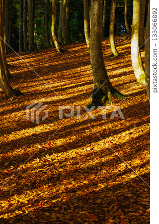 Fall beautiful forest Fall beautiful forest 133066892