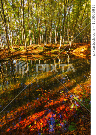 秋天美麗的森林 133066913