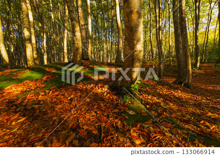 秋天美麗的森林 133066914