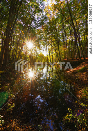 秋天美麗的森林 133066927