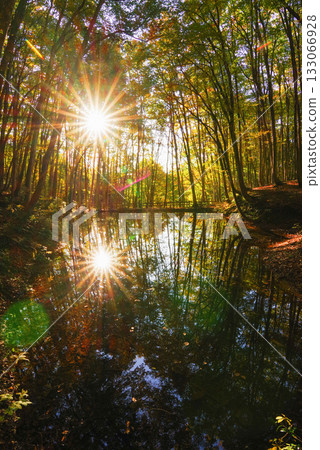 秋天美麗的森林 秋天美麗的森林 133066928