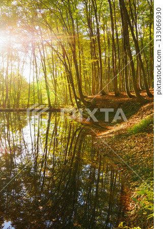 Fall beautiful forest Fall beautiful forest 133066930