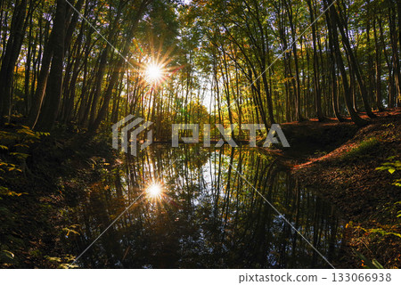 秋天美麗的森林 秋天美麗的森林 133066938
