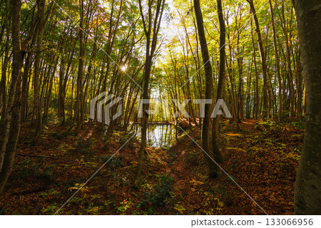 秋天美麗的森林 133066956