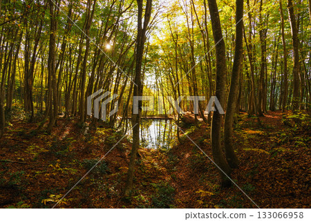 秋天美麗的森林 秋天美麗的森林 133066958