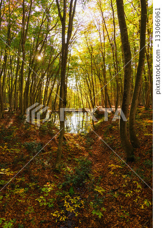 秋天美麗的森林 133066961