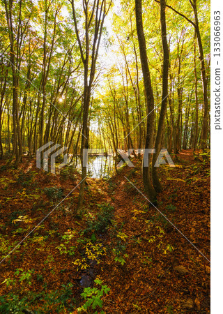 秋天美麗的森林 133066963