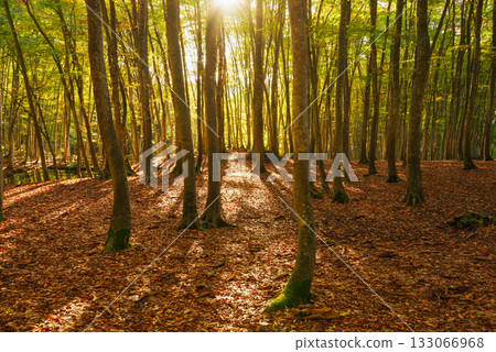 秋天美麗的森林 秋天美麗的森林 133066968