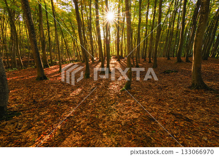 Fall beautiful forest Fall beautiful forest 133066970