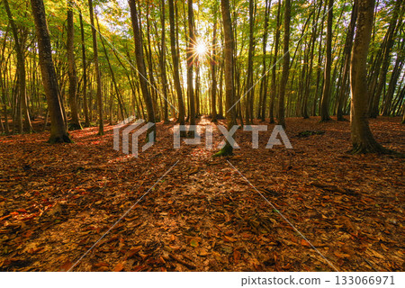 Fall beautiful forest 133066971