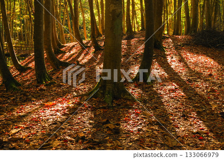 秋天美麗的森林 秋天美麗的森林 133066979