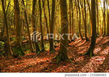 秋天美麗的森林 133066983