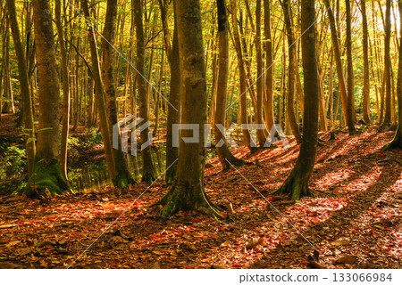 秋天美麗的森林 133066984