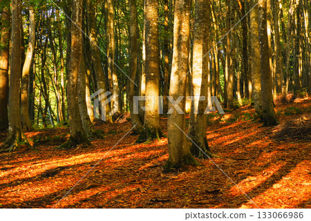 秋天美麗的森林 133066986