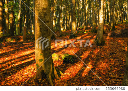 秋天美麗的森林 秋天美麗的森林 133066988