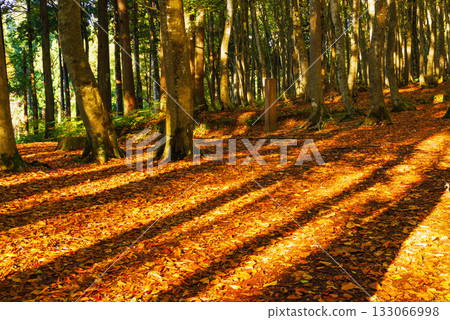 Fall beautiful forest 133066998