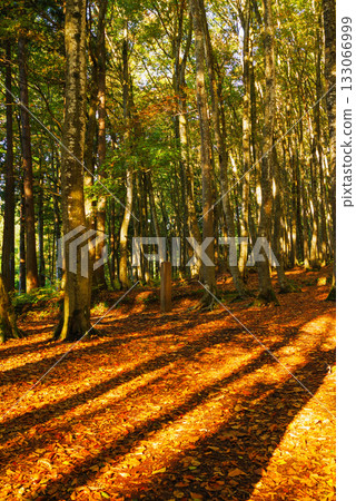 秋天美麗的森林 133066999