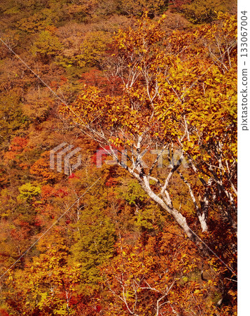 Autumn leaves of Nasu Highlands Autumn leaves of Nasu Highlands 133067004