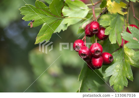 Close-up of vibrant red hawthorn berries on a branch with green leaves. 133067016