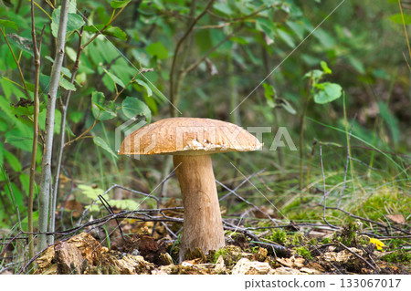 Birch bolete mushroom growing in a forest setting with green foliage Birch bolete mushroom growing in a forest setting with green foliage 133067017