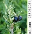 Artemisia leaf beetles gather on the familiar plant, artemisia 133067054