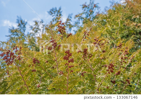 Cypress cones Cypress cones 133067146