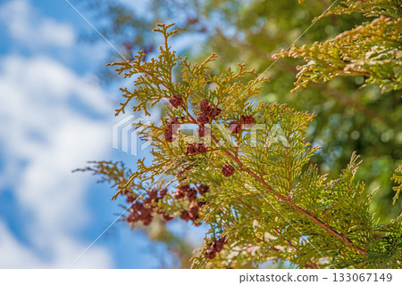 Cypress cones Cypress cones 133067149